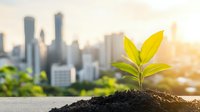 Young green plant growing from soil against urban cityscape background with sunrise light, symbolizing sustainable development and environmental care in cities.