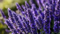Purple lavender flowers blooming in garden with soft bokeh background. Aromatic herb plant for natural wellness, aromatherapy and botanical design projects.