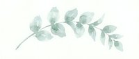 Watercolor eucalyptus branch with soft green leaves on white background, isolated botanical element for design, invitations, and decorative projects.
