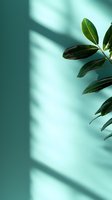 Green glossy leaves against turquoise wall with natural window light shadow creating minimal composition. Suitable for wellness, spa and mindfulness designs.