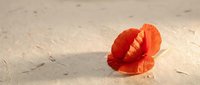 Vibrant red poppy flower lying on sandy beach surface, suitable for nature, summer, and botanical design projects.
