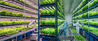 Vertical farming facility with rows of green leafy crops growing under artificial lights on stacked shelves, featuring modern hydroponic systems for sustainable indoor agriculture and food production.