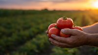 Farmer hands holding fresh ripe red tomatoes over green field at sunset, showcasing organic harvest and agriculture concept.