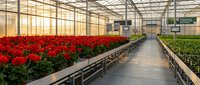 Commercial greenhouse interior with vibrant red flowering plants growing in organized rows along concrete walkways for agricultural production.