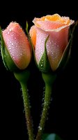 Two fresh pink roses with water droplets on petals and stems against black background for romantic greeting cards and floral arrangements.