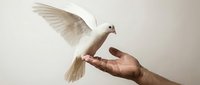 White dove flying towards outstretched human hand against neutral background symbolizing peace, freedom, hope and spiritual connection.