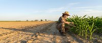 Farmer in straw hat examining young corn plants in field during harvest season, agricultural inspection and crop management.