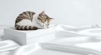 Tabby and white kitten resting on white geometric block with striped tail, suitable for pet care, animal wellness, and lifestyle design projects.