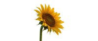 Bright yellow sunflower with brown center and green stem isolated on white background, ready for design projects, web graphics, and marketing materials.