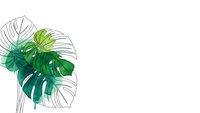Tropical monstera leaves with line art outline on white background for modern botanical design and home decor projects.