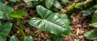 Lush green tropical leaf with water droplets on moist soil background, suitable for nature, gardening, and botanical design projects.