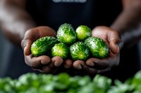 Fresh brussels sprouts held in dark-skinned farmer hands against blurred background. Close up view of organic green vegetables for healthy eating.