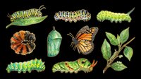 Caterpillar and butterfly lifecycle stages isolated on transparent background, ready for educational materials, clipart, t-shirt designs, stickers, and print-on-demand products.
