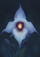 Delicate white orchid with purple center and yellow stamen against dark background, showcasing ethereal petals and dramatic natural lighting for botanical art.