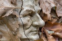 Dried oak leaves with intricate vein patterns and natural textures create abstract organic shapes in soft beige and brown tones, showing seasonal decay and detail.