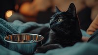 Black cat resting on teal blanket near metal food bowl in moody lighting with bokeh effect, domestic pet portrait in cozy home environment.