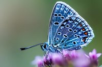 Detailed macro shot of blue Chalkhill butterfly with intricate wing patterns resting on pink flower petals against soft green background, showing delicate antennae.