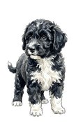 Black and white Cockapoo puppy with curly coat and white chest markings, isolated on white background for design use.