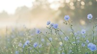 Delicate blue wildflowers blooming in soft morning sunlight with dreamy bokeh background creating peaceful natural meadow scene for wellness and tranquility themes.