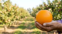 Hand holding fresh orange in orchard during harvest season. Ripe citrus fruit ready for picking in sunny agricultural field with trees in background.