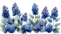 Delicate blue hydrangea flowers with soft green leaves arranged in horizontal composition, watercolor style botanical illustration on white background.