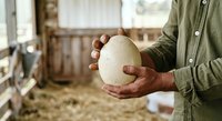Farmer holding large ostrich egg in hands at poultry farm, showcasing agricultural production and livestock management.