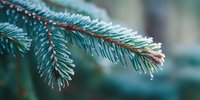 Frost-covered blue spruce branch with delicate ice crystals and water droplets creating winter morning sparkle against soft blurred background.