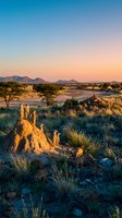 Meerkats standing guard on termite mound in African savanna during golden hour sunset with mountains and acacia trees in background.