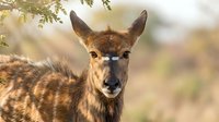 Young deer portrait in natural habitat with soft bokeh background and warm golden lighting for wildlife photography projects.