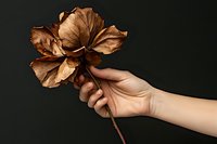 Female hand holding dried brown lotus flower against dark background, showcasing natural botanical decay in minimalist artistic composition.