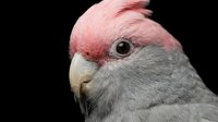 Pink and gray galah cockatoo parrot head portrait on black background showing detailed feathers and bright eye for wildlife photography projects.