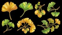 Ginkgo biloba leaves and seeds in various stages of growth and maturity, displayed in watercolor style on transparent background. Ready for botanical illustrations, herbalism designs, wellness products, t-shirt designs, stickers, and print-on-demand applications.