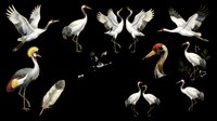 Elegant crane birds collection isolated on transparent background, ready for T-shirts, stickers, sublimation, and print on demand clipart design use.