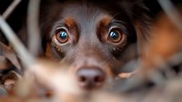 Small brown and white dog with expressive eyes looking directly at camera, surrounded by dried branches and twigs. Suitable for pet care, animal behavior, and nature-themed designs.