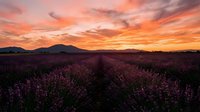 Lavender field at sunset with dramatic orange and pink sky, purple flowers in rows, mountain landscape background for aromatherapy and agriculture concepts.