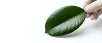 Hand holding fresh green leaf on white background for natural organic design projects and eco-friendly concepts.