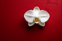 White orchid flower with yellow center on vibrant red background, elegant floral composition for greeting cards and decor.
