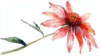 Delicate watercolor echinacea flower in coral pink with green stem and leaves on white background, botanical art style illustration for nature-inspired designs.