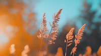 Delicate golden grass plumes backlit against blurred orange and turquoise sunset sky, creating dreamy natural bokeh effect for nature photography and seasonal backgrounds.