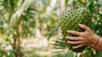 Hand holding spiky green soursop fruit in tropical garden setting, showcasing exotic produce for agriculture, farming, and food industry applications.