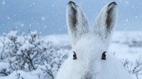 White arctic hare with fluffy ears in snowy winter landscape with falling snowflakes and frost-covered bushes creating peaceful cold weather scene.