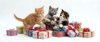 Three playful kittens surrounded by colorful wrapped gift boxes on white background. Orange tabby, gray, and calico cats exploring presents for holiday celebrations, birthdays, or festive occasions.