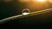 Single water droplet resting on grass blade with golden sunrise light creating warm bokeh background for nature and morning concepts.