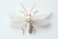 White grasshopper with spread wings on light background, macro photography showing detailed texture and anatomical features. Isolated specimen for nature study.