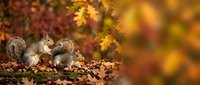 Two gray squirrels foraging among fallen autumn leaves with colorful foliage background, perfect for seasonal wildlife and nature photography projects.