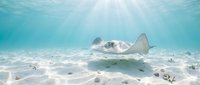 Stingray gliding gracefully over sandy ocean floor with sunbeams filtering through crystal clear turquoise water in tropical marine environment.