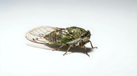 Cicada insect isolated on white background, showing detailed wings and body structure for educational and design purposes.