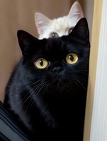 Close-up portrait of curious black cat with bright yellow eyes peeking around corner, with white cat partially visible in background. Soft natural lighting creates depth.