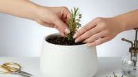 Hands planting fresh rosemary herb in white ceramic pot for indoor kitchen gardening and culinary cooking preparation.