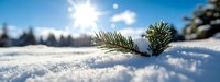 Green pine branch emerging from fresh snow with bright sunlight and forest silhouette in background on winter day.